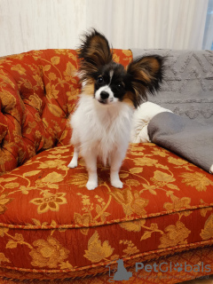 Photo №1. papillon dog - for sale in the city of Riga | 1057$ | Announcement № 98316