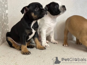 Photo №4. I will sell staffordshire bull terrier in the city of Minsk. breeder - price - 1100$