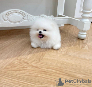 Photo №4. I will sell pomeranian in the city of London. private announcement - price - 300$