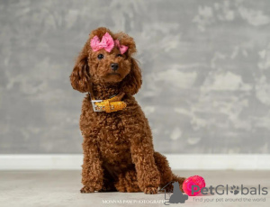 Photo №2 to announcement № 71931 for the sale of poodle (dwarf) - buy in Serbia breeder