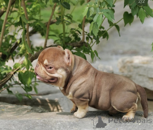 Photo №3. Nano Bullies for sale. Germany