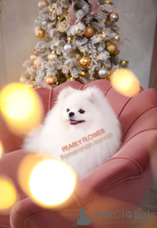 Photo №1. pomeranian - for sale in the city of Покровск | 3120$ | Announcement № 25526