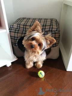 Photo №3. Yorkshire puppy for a good mother. Finland