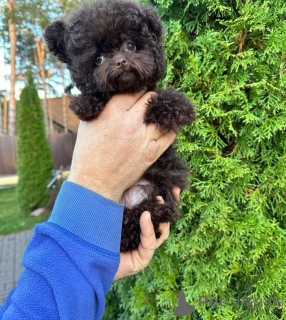 Photo №3. Dean Janet Kay puppies house. United States