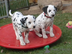 Photo №1. dalmatian dog - for sale in the city of Helsinki | 423$ | Announcement № 56455