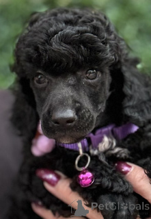 Photo №3. Boy Black Poodle. Serbia