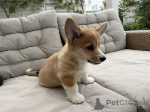 Photo №1. welsh corgi - for sale in the city of Warsaw | 2065$ | Announcement № 168788