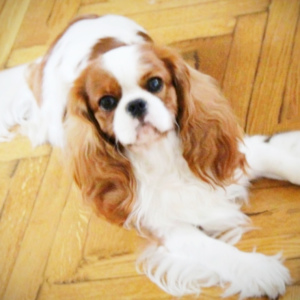 Photo №4. I will sell cavalier king charles spaniel in the city of . from nursery - price - 1300$