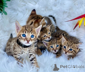 Photo №2 to announcement № 158672 for the sale of savannah cat - buy in United Arab Emirates 