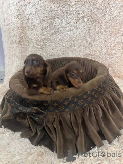 Photo №4. I will sell dachshund in the city of New Garden.  - price - 1548$