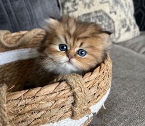 Photo №1. persian cat - for sale in the city of New York Mills | 280$ | Announcement № 104290