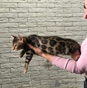Photo №1. bengal cat - for sale in the city of Minsk | negotiated | Announcement № 17857