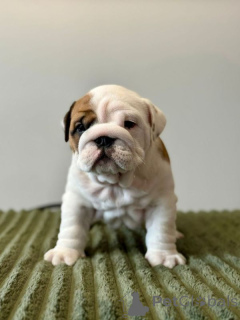 Photo №1. english bulldog - for sale in the city of Espoo | 310$ | Announcement № 167370