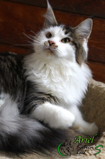 Photo №3. Maine Coon Girls. Russian Federation