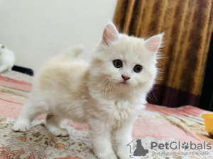 Photo №3. Gatitos persas - Venta. Spain