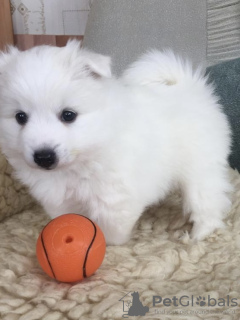 Photo №1. japanese spitz - for sale in the city of Vitebsk | negotiated | Announcement № 38821