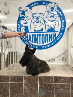 Photo №4. Groomer in Russian Federation. Announcement № 9356