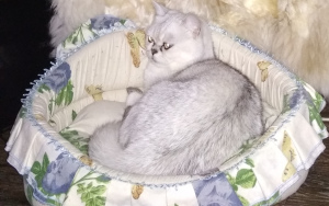 Photo №3. Silver shinshilla. Ukraine