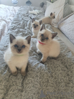 Photo №1. siamese cat - for sale in the city of Sydney | 400$ | Announcement № 131259