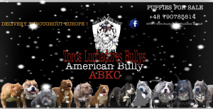 Photo №1. american bully - for sale in the city of Zielona Góra | 3613$ | Announcement № 9960