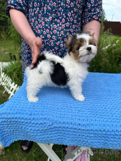 Photo №3. Babies of the Biveveta. Belarus