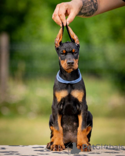 Photo №4. I will sell dobermann in the city of Belgrade. breeder - price - negotiated