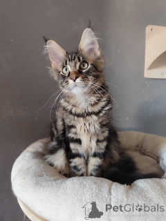 Photo №3. Gatitos azules en venta. Spain