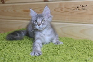 Photo №2 to announcement № 4947 for the sale of maine coon - buy in Belarus from nursery