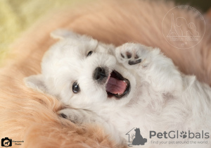 Photo №1. bichon frise - for sale in the city of Kharkov | 2439$ | Announcement № 10617