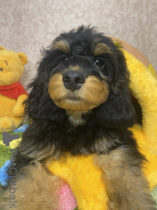 Photo №1. english cocker spaniel, poodle (dwarf) - for sale in the city of Voronezh | negotiated | Announcement № 159712