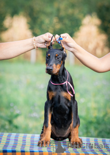 Additional photos: Doberman puppies for sale