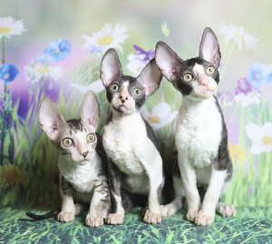 Photo №1. cornish rex - for sale in the city of Moscow | 706$ | Announcement № 2115