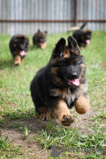 Photo №2 to announcement № 80273 for the sale of german shepherd - buy in Russian Federation breeder