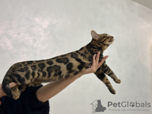 Photo №1. bengal cat - for sale in the city of Helsinki | negotiated | Announcement № 78049