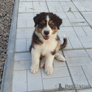 Photo №3. Male and female puppies ready for rehoming. Germany