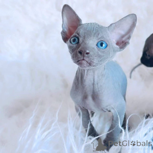 Photo №2 to announcement № 94817 for the sale of sphynx cat - buy in Germany private announcement, from nursery, breeder