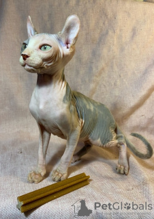 Photo №2 to announcement № 31169 for the sale of sphynx-katze - buy in Russian Federation private announcement