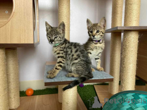 Photo №2 to announcement № 174490 for the sale of savannah cat - buy in Germany 
