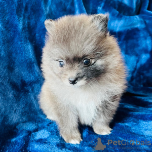 Photo №4. I will sell pomeranian in the city of Филадельфия. private announcement - price - 579$
