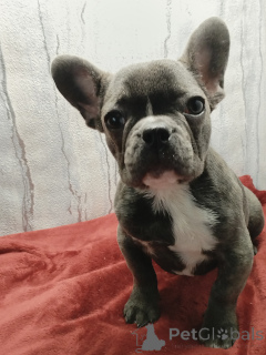 Photo №3. French bulldog blue girl. Belarus
