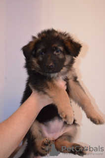 Additional photos: German shepherd puppies