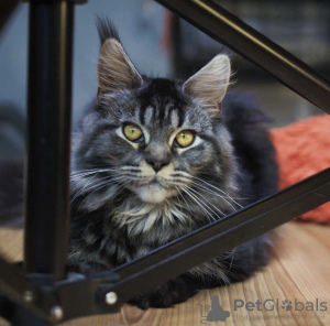 Photo №2 to announcement № 30290 for the sale of maine coon - buy in Latvia from nursery, breeder