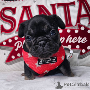 Photo №3. French bulldog puppies for adoption. Germany
