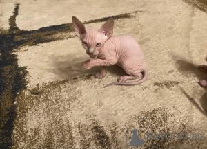 Photo №1. sphynx cat - for sale in the city of Quakenbrück | 329$ | Announcement № 151877