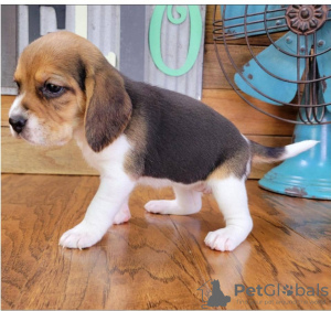 Photo №1. beagle - for sale in the city of Москва | Is free | Announcement № 34506