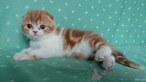 Photo №1. scottish fold - for sale in the city of Tver | 538$ | Announcement № 9311