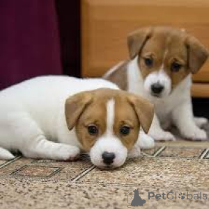 Photo №2 to announcement № 136226 for the sale of jack russell terrier - buy in United Kingdom 