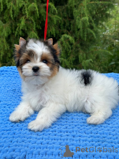 Photo №2 to announcement № 146846 for the sale of beaver yorkshire terrier - buy in Belarus from nursery, breeder