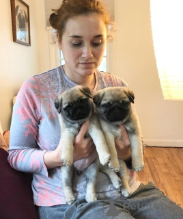Photo №1. pug - for sale in the city of Wolfsburg | 471$ | Announcement № 149696