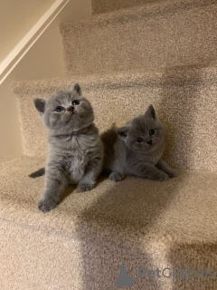 Photo №1. british shorthair - for sale in the city of Sydney Olympic Park | 340$ | Announcement № 100533